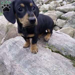 Loui, Dachshund Puppy